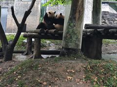 -都江堰中华大熊猫苑