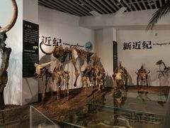 -烟台自然博物馆