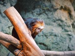 -红山森林动物园