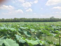 -荷塘月色湿地公园·向阳花洲