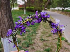 -大兴滨河森林公园