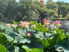 -广州莲花山旅游区