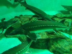 -太平洋海底世界