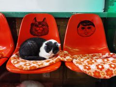 -猫咪博物馆(顶澳仔猫街店)