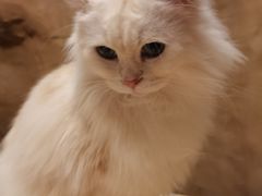 -猫猫幼稚园·撸猫·桌游·电玩