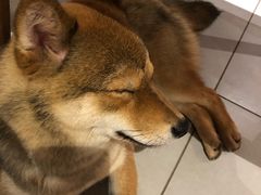 -柴务处·柴犬主题狗咖