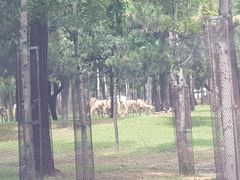 -秦皇岛野生动物园