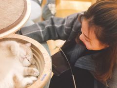 -滚猫咖啡·猫咖·猫友好撸猫(未来城店)