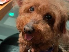 -德香苑脆皮烤鸭·经典(爱融荟城店)