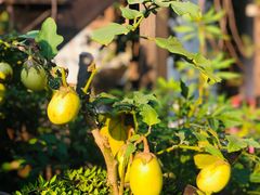 -婺源梦里老家大型山水实景演出