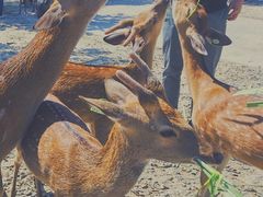 -鹿境梅花鹿生态园区