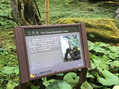 -阿里山神木遗迹