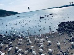 -烟墩角天鹅湖