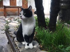 -喵屿·大理花园猫咖