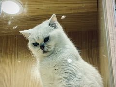 -屋虎猫馆(宝安大仟里店)
