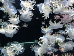 -太平洋海底世界