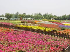 -荷兰花海
