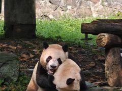 -都江堰中华大熊猫苑
