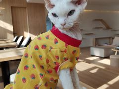-猫腻·猫咖·撸猫馆(星光大道店)