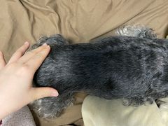 -艾吉宠物医院·疑难杂症转诊中心·猫友好(碧江路院)