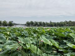 -长春市南湖公园