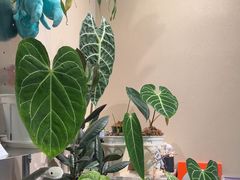 -Dogi&kiki Coffee(中心商务大厦店)