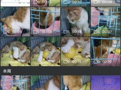 -瑞派动物医院·猫专科·至诚(江南中分院)