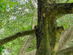 -广州市流溪河国家森林公园