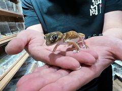 -酷以爬仙阁实体爬宠店·守宫·蜥蜴·专业繁育