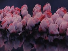 -罗红摄影艺术馆