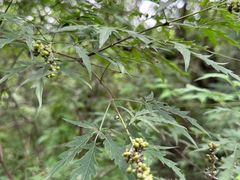 -北京西山国家森林公园