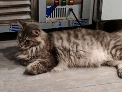 -楼上猫咖(罗湖店)