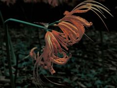 -杭州植物园