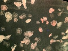 -上海海洋水族馆