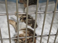 -艾吉宠物医院·疑难杂症转诊中心·猫友好(碧江路院)