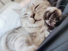 -东方名猫馆·英短金渐层布偶猫舍(环线广场1号楼店)