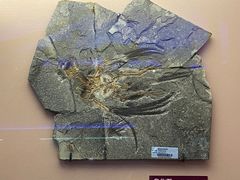 -贝林大翅鲸简餐厅(国家海洋博物馆店)