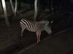 -清迈夜间动物园