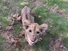 -西霞口神雕山野生动物世界