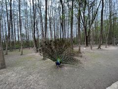 -昆山城市生态森林公园