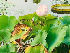 -白洋淀景区