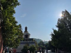-塔尔寺菩提树