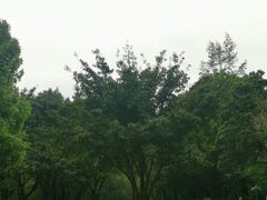 -重庆彩云湖湿地公园