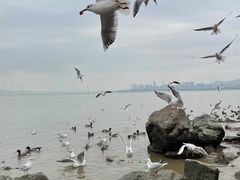 -深圳湾公园(南山区)