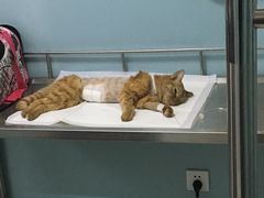 -中农大我爱我爱24h动物医院·中医针灸·猫专科·骨科医疗中心(双井店)