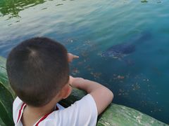 -广东惠东海龟国家级自然保护区