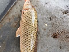 -金台阶鱼馆(于桥水库店)