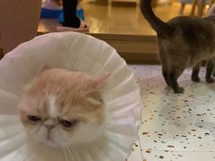 -滚猫咖啡·猫咖·猫友好撸猫(未来城店)