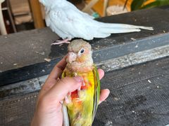 -吉丁鸟咖·异宠·寄养