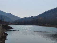 -千年银杏谷文化旅游区